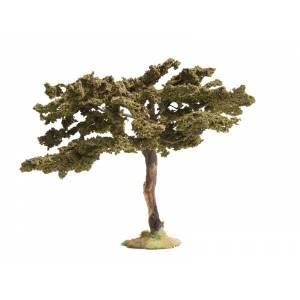 Small Accacia Tree--4.5" high--5" diameter--Pre-Order:  two to three months #0