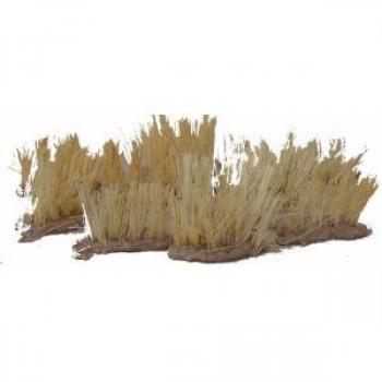 Elephant Grass--up to 10 per pack--AWAITING RESTOCK. #0