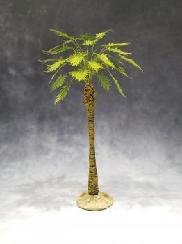 Large Desert Sugar Palm--approx. 20cm tall #0