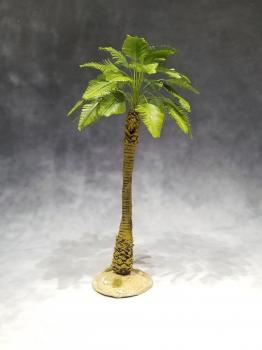 Large Desert Broadleaf Palm--approx. 20cm tall #0