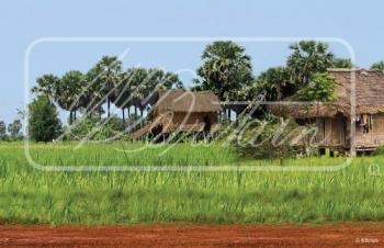 "In Country" Backdrop #44482